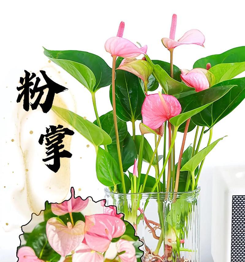 小型观赏植物鱼盆景有哪些？适合水培的植物种类有哪些？