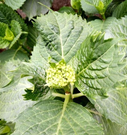 君子兰出现小草怎么办？如何处理和预防？
