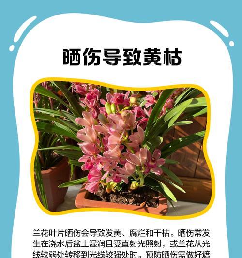 如何有效阻止兰花叶子发黄？