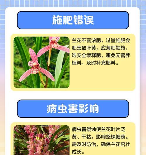 如何有效阻止兰花叶子发黄？