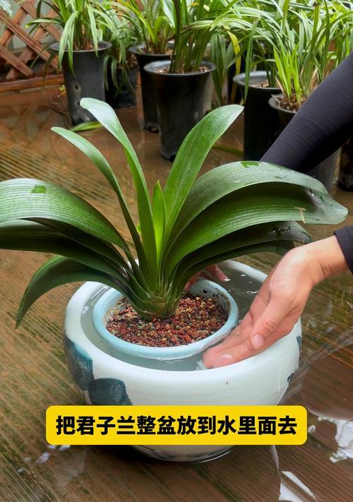 君子兰果实水培生根的步骤是什么？