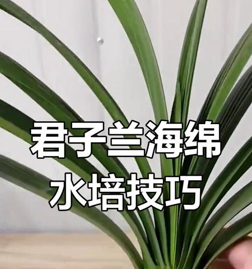 君子兰果实水培生根的步骤是什么？