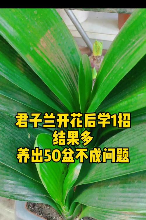君子兰怎么弄才能让开花？君子兰开花的条件和养护技巧有哪些？