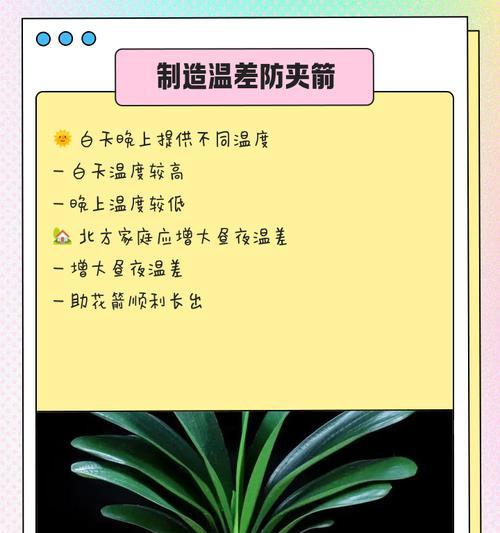 君子兰怎么弄才能让开花？君子兰开花的条件和养护技巧有哪些？