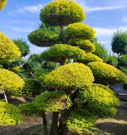 花树造型的栽培技术有哪些？