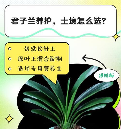 君子兰土壤中虫子多怎么办？