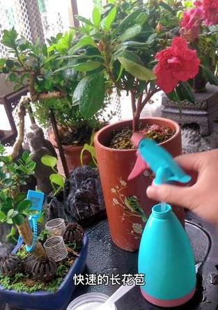 月季施花多多肥料的方法是什么？