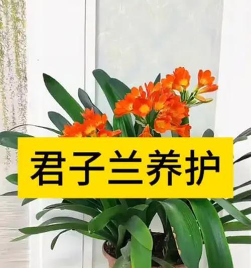 君子兰换盆时如何处理根部？盘玩技巧有哪些？