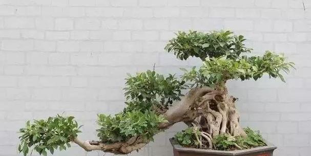 榕树无根栽培的关键技术要点是什么？