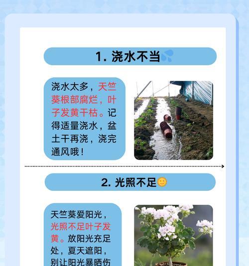 天竺葵根部发灰应如何进行救治？