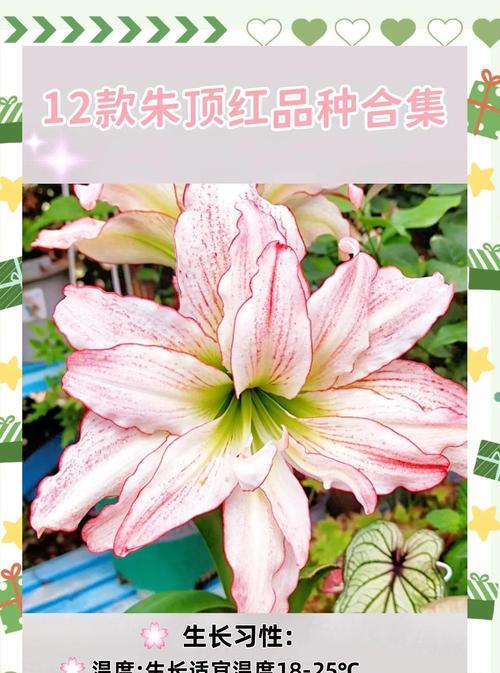 小朱顶红的开花时间是什么时候？
