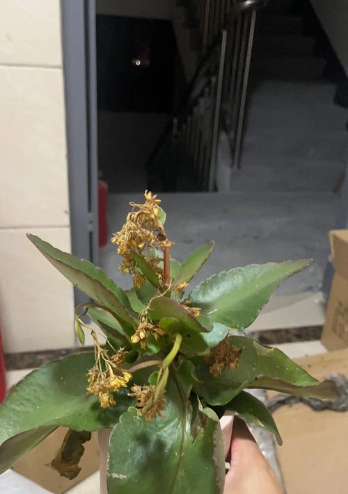 阳台禁养植物有哪些？