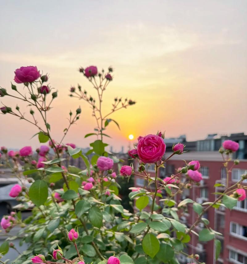 阳台夕阳下种植什么花最合适？