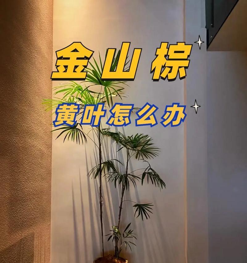 金山棕竹叶子发黄枯萎的解决方法是什么？
