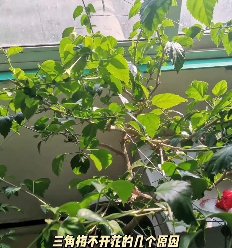 三角梅不精神的原因及改善措施是什么？