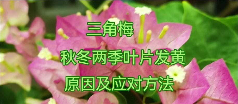 三角梅不精神的原因及改善措施是什么？