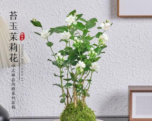 房间窗户阳台适合种植哪些花？