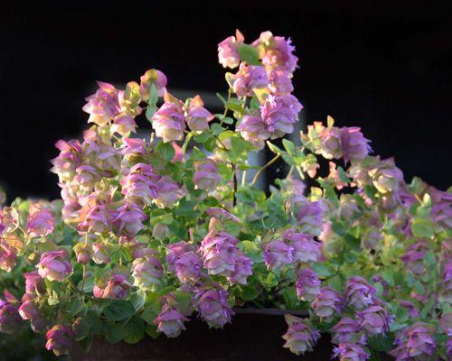 房间窗户阳台适合种植哪些花？