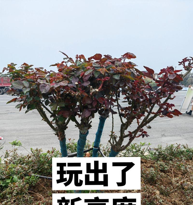 月季怎么做树壮树？关键步骤是什么？
