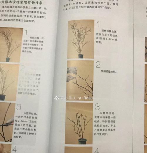 月季怎么做树壮树？关键步骤是什么？