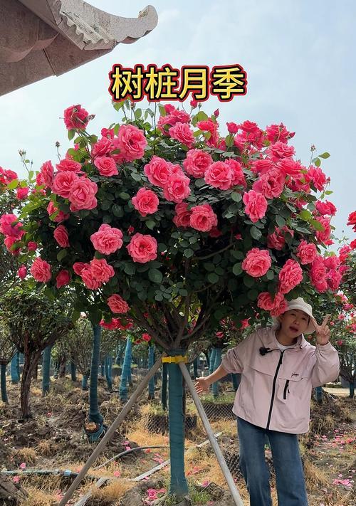 月季怎么做树壮树？关键步骤是什么？
