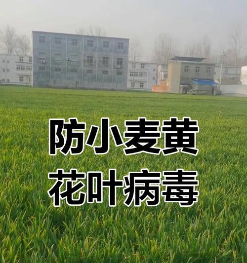 小麦叶子发红发黄的原因及防治措施是什么？
