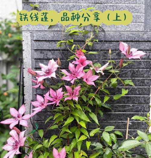 铁线莲无根苗的正确养护方法是什么？