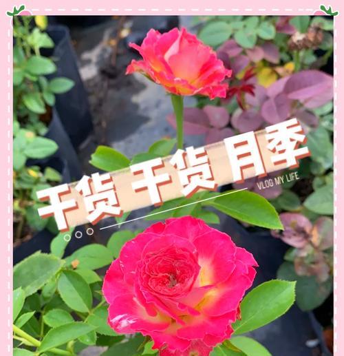 移栽月季花到花盆的正确步骤是什么？