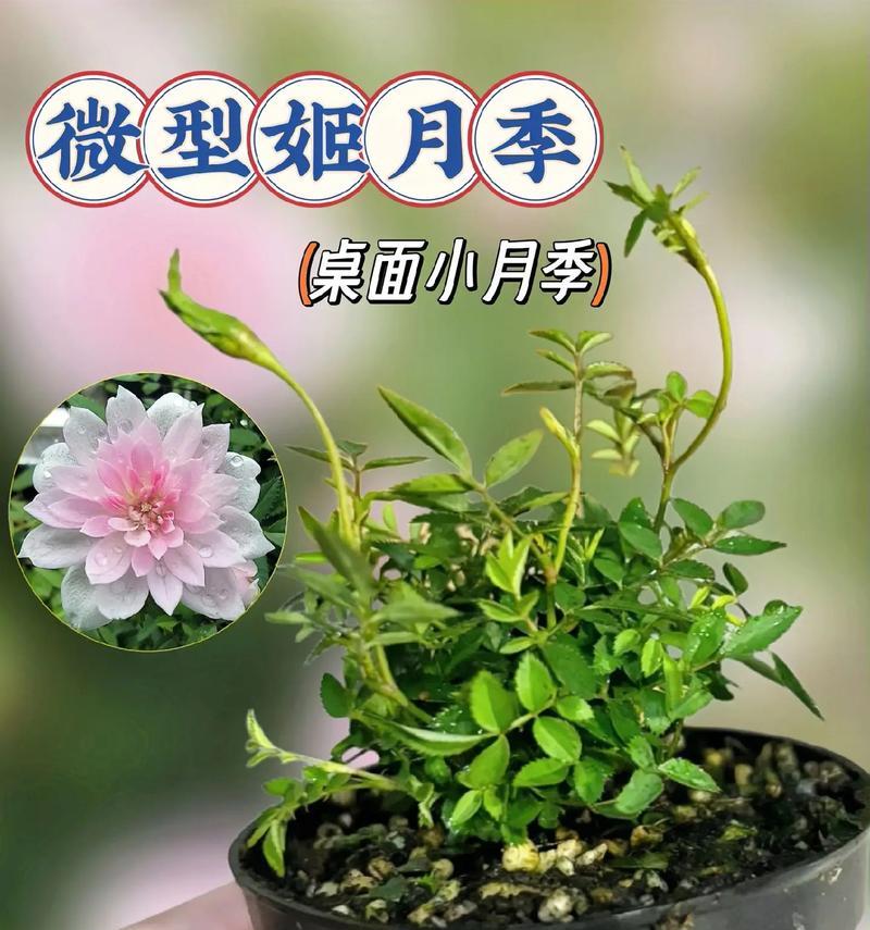 刚收到的姬月季修剪方法是什么？如何进行初步养护？