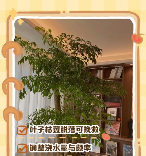 幸福树放在室外叶子发黄要怎么办？如何解决？