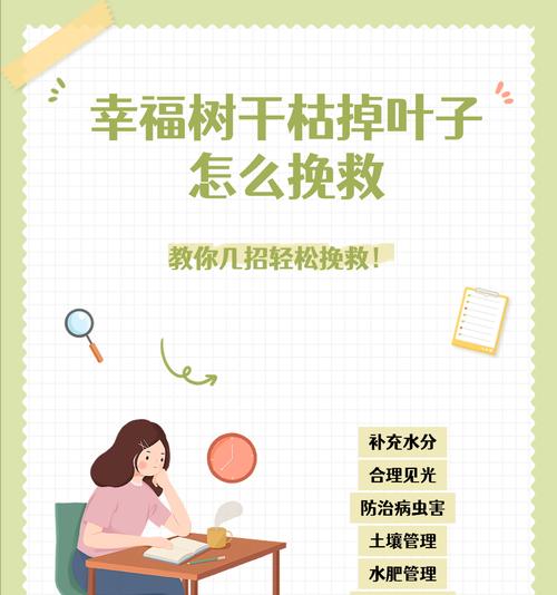 幸福树放在室外叶子发黄要怎么办？如何解决？