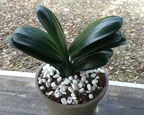 君子兰用什么花盆种植最好？
