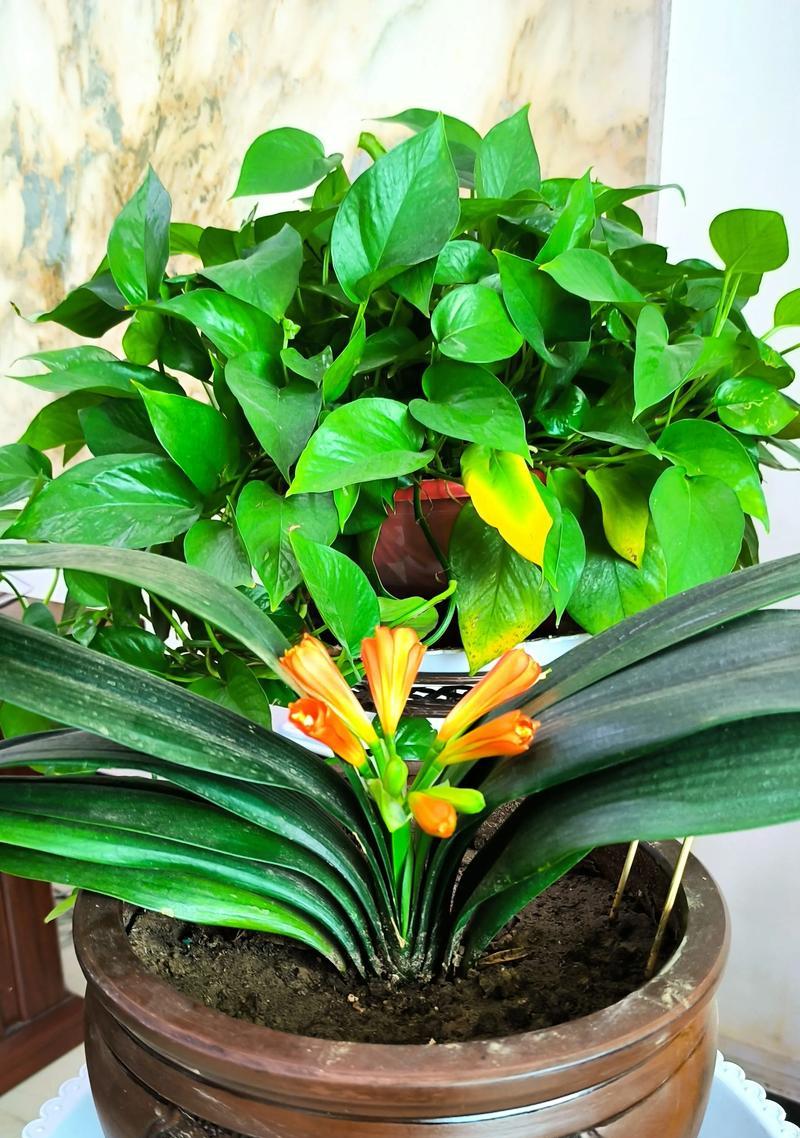 君子兰用什么花盆种植最好？