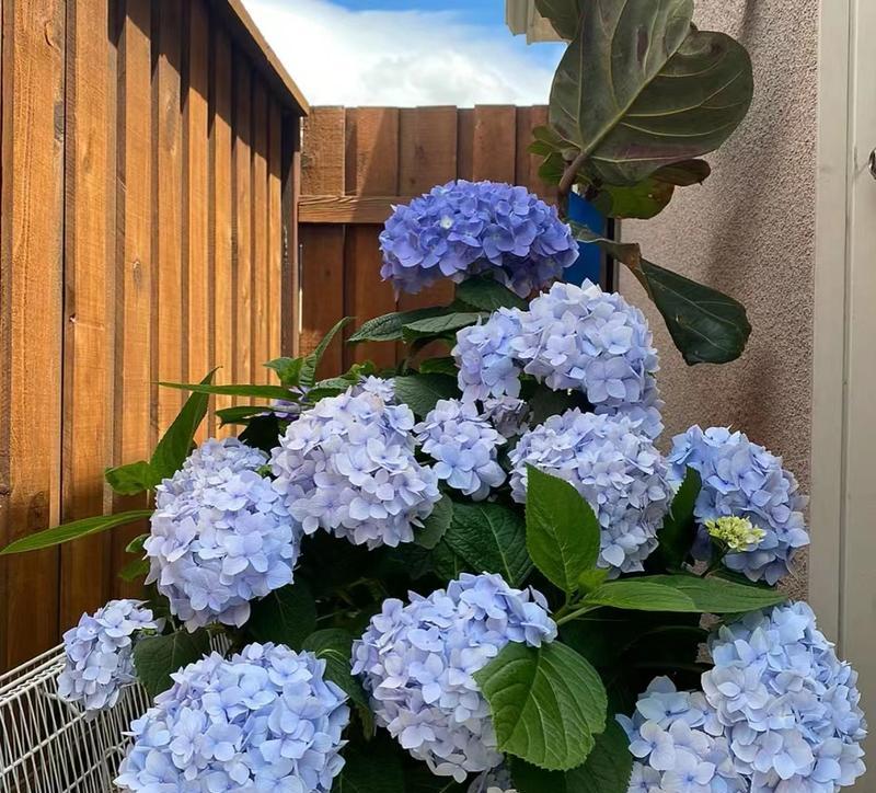 外露阳台适合挂什么花？如何选择？
