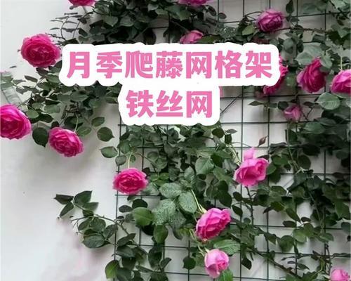 月季花倒了怎么固定？有哪些有效的固定方法？
