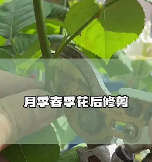 月季花倒了怎么固定？有哪些有效的固定方法？