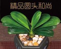 圆头君子兰的正确养护方法是什么？