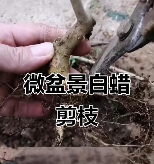 现挖盆景老桩修剪方法是什么？
