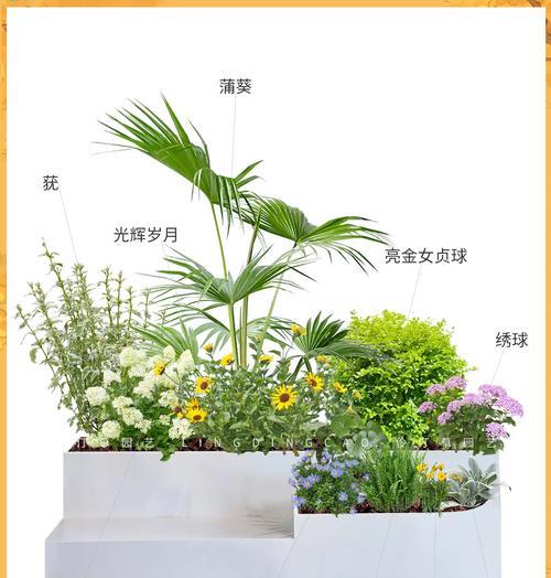 香宝的栽培技术有哪些？如何提高香宝的生长质量和产量？