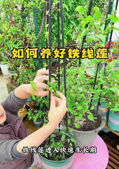 铁线莲疾风修剪技巧是什么？如何正确修剪以促进生长？