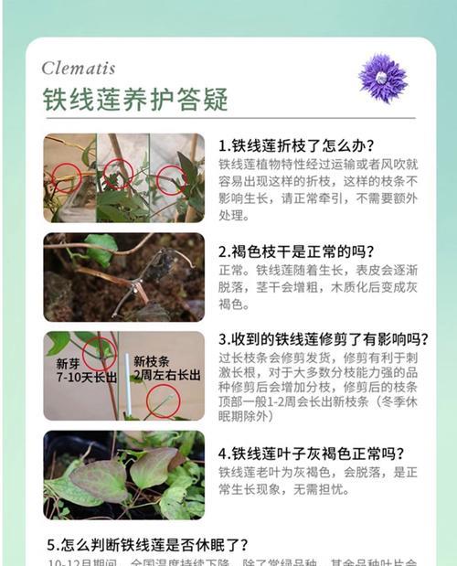铁线莲怎么繁殖分株？铁线莲的繁殖方法有哪些？
