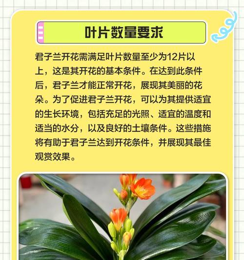 君子兰带骨朵的正确养护方法是什么？