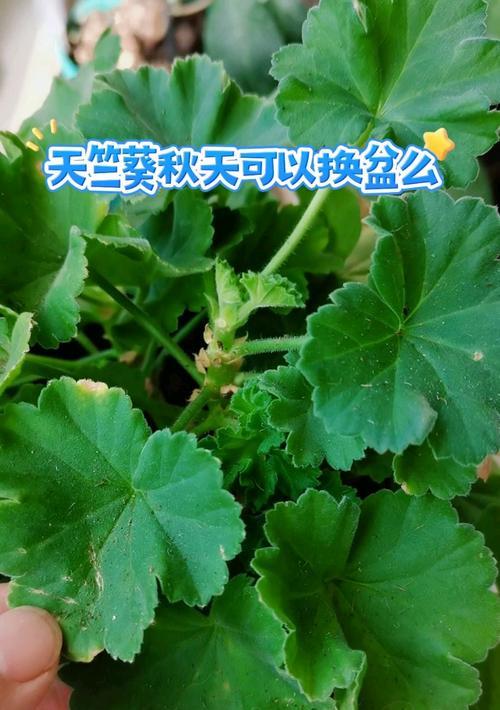 天竺葵换盆的正确步骤和注意事项是什么？