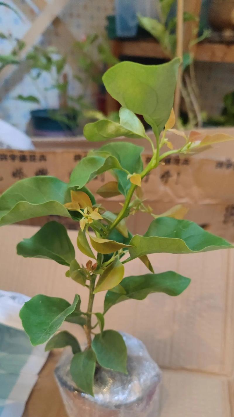 怎么养让三角梅爆花？促进三角梅开花的技巧有哪些？