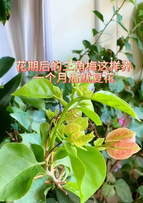 怎么养让三角梅爆花？促进三角梅开花的技巧有哪些？