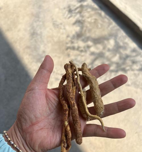 鸡骨香草植物的种类有哪些？各自的特性是什么？
