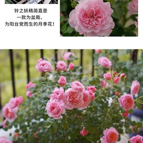 绿玫瑰月季盆栽的正确养护方法是什么？