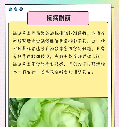 绿玫瑰月季盆栽的正确养护方法是什么？