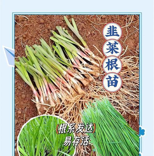 韭菜如何正确浇水？保持韭菜健康生长的秘诀是什么？