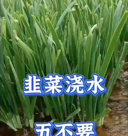 韭菜如何正确浇水？保持韭菜健康生长的秘诀是什么？